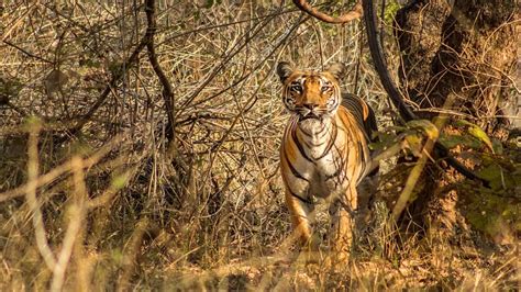 Bor Tiger Reserve Tiger Safari booking, Entry Fee | Bor Wildlife Sanctuary