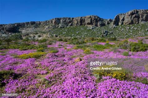 West Coast Flowers South Africa Photos and Premium High Res Pictures ...