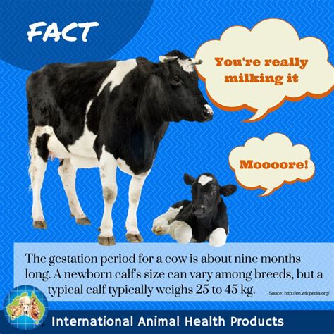 The Gestation Period For A Cow Is About Nine Months Long A Newborn