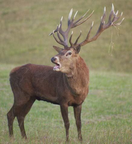 Red Stag | Kingham Safaris