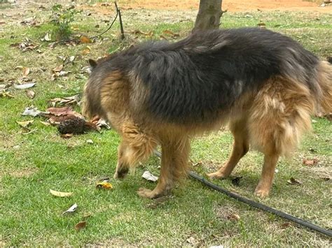 Filhote de pastor alemão capa preta pelo longo Cachorros e