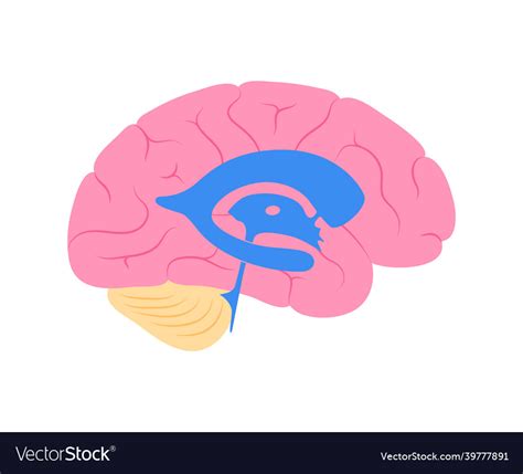 Ventricular system anatomy Royalty Free Vector Image