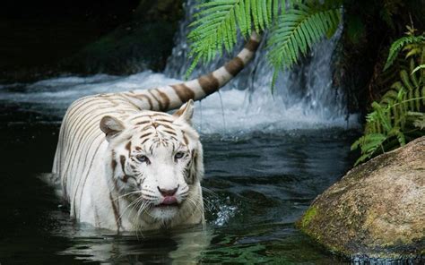 4k White Tiger Big Cats Tigers Water Hd Wallpaper Rare Gallery