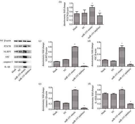 MicroRNA 155通过P2X7R激活NLRP3炎性小体促进ApoE 小鼠颈动脉粥样硬化斑块的形成