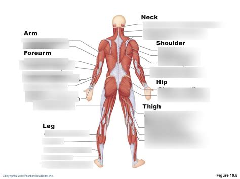 Labeling And Understanding The Posterior Muscular System For Biology