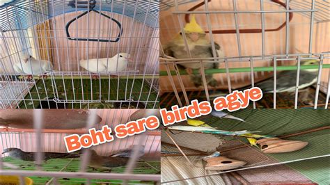 Boht Sare Birds Agye Cages Work Start Momo Shezy Vlogs Youtube