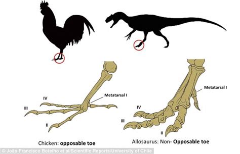 Scientist grow a dinosaur leg on a CHICKEN in 'reverse evolution ...