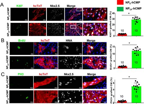 CHIR99021 And Fibroblast Growth Factor 1 Enhance The Regenerative