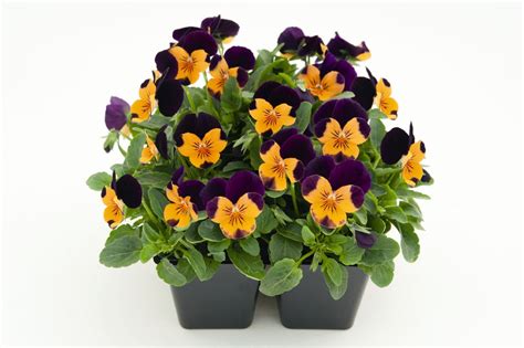 VIOLA Cornuta ADMIRE ORANGE PURPLE WING Muller Seeds