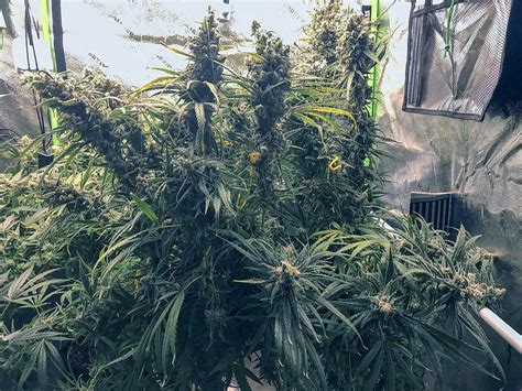 Girl Scout Cookies Feminized Seeds For Sale By Garden Of Green Herbies Seeds