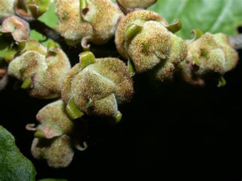 Hamamelis Virginiana Hamamelidaceae Image At Phytoimages Siu Edu