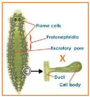 BIOLOGI GONZAGA UJIAN MID SEMESTER 2 KELAS XI