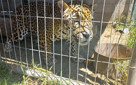 Rescatan a una jaguar en Metepec especie en peligro de extinción