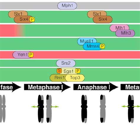 Schematic Representation Of The Temporal Regulation Of Enzymatic