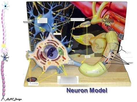 Models Of Sensory Motor Neurons Diagram Quizlet