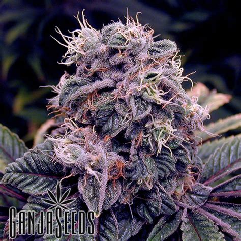 კანაფის თესლები Blueberry feminised Ganja Seeds