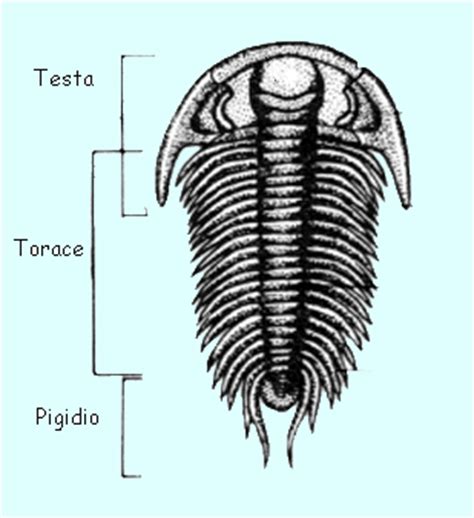 Trilobiti
