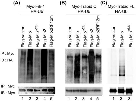 Both Mib And Mib2 Promote Fih 1and Trabid Ubiquitylation A Download Scientific Diagram