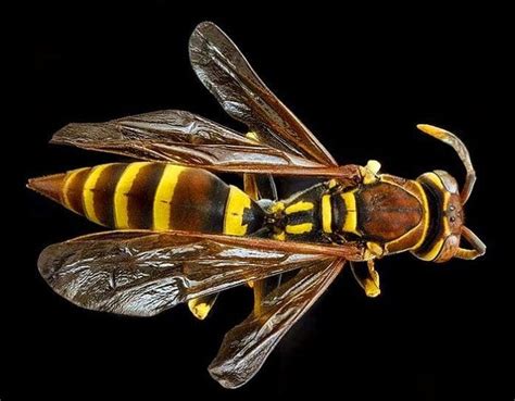 What Do Wasp Eat Wasps Diet By Types What Eats Wasps