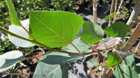 Aspen Swedish Columnar Cheyenne Tree Farm Trees Shrubs