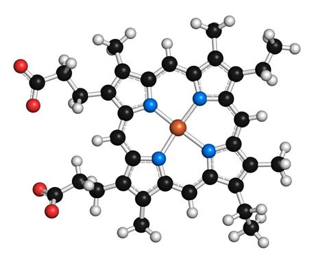 Quest Ce Quun Coenzyme Définition Et Exemples