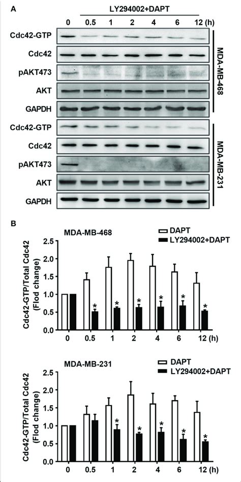 Dapt Activates Cdc42 Through Pi3k Akt Pathway In Mda Mb 231 And