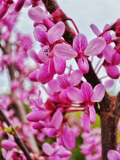 Vertical Closeup Of Pink Flowers On The Eastern Redbud Cercis