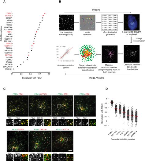 Spatial And Proteomic Profiling Reveals Centrosomeindependent Features