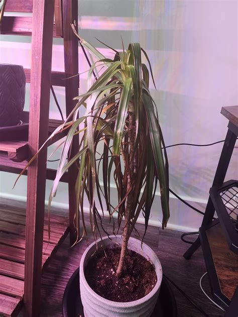 Dracaena Marginata Wilting Rplantclinic