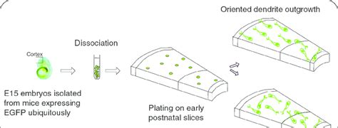 Diagrammatic Representation Of The Slice Overlay Assay Cortical Cells