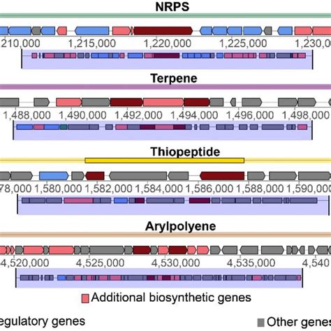 Graphical Representation Of Key Biosynthetic Gene Clusters Bgcs In