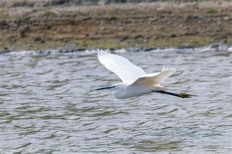 Garceta común en vuelo egretta garzetta garza blanca pequeña Foto Premium