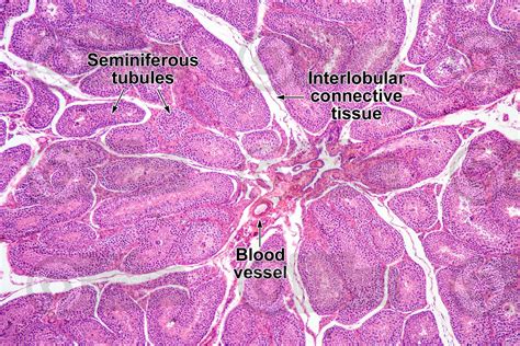 Man Testicle Transverse Section X Man Mammals Reproductive