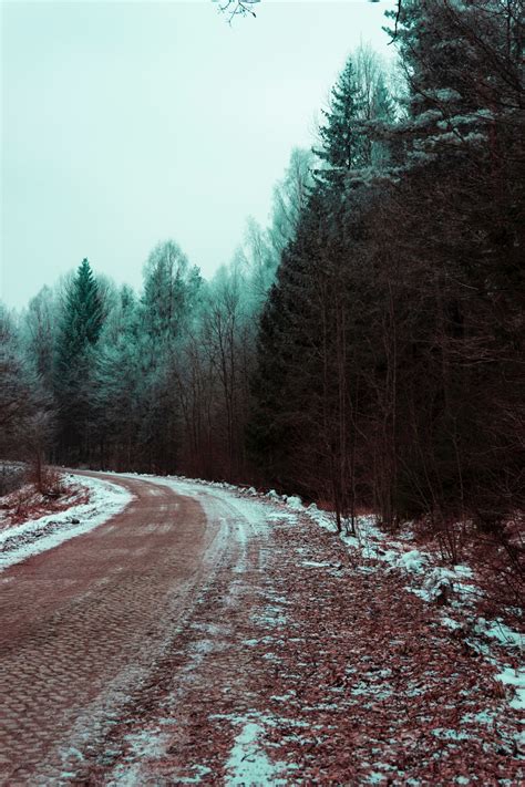 图片素材 冬季 自然景观 雪 自然环境 天空 冷冻 森林 荒野 生物群落 木本植物 科 基础设施 通道 厂 草