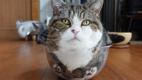 Maru The Cat