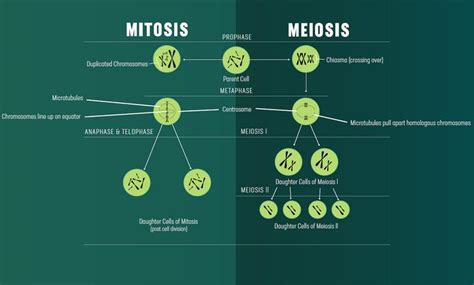 Mitosis Vs Meiosis Differences And Similarities The Simplest Explanation