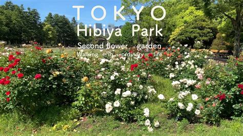 【4k】大人の東京散歩 日比谷公園 第二花壇周辺 薔薇 後編 Hibiya Parksecond Flower Gardenroses