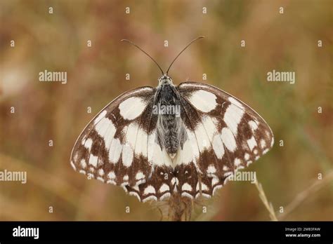 Wings Half White Half Black Hi Res Stock Photography And Images Alamy