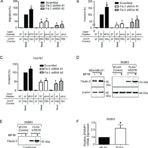 Fibulin Knock Down Inhibits Kisspeptin Induced Tnbc Cell Migration