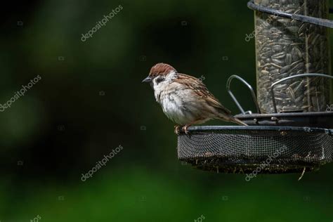 El Gorri N De Rbol Eurasi Tico Passer Montanus Es Un Ave Paseriforme