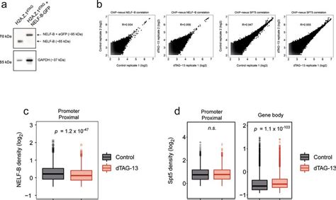 The Genome Wide Impact Of H2A Z 1 Depletion On NELF B And SPT5 A