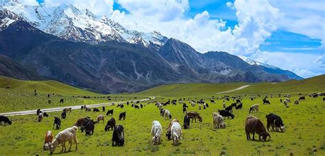 Chitral Kalash Shandur Hunza 11 Days 10 Nights Summer Tour See