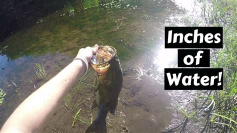 Catching A Huge Bass In A Dried Up Pond Youtube