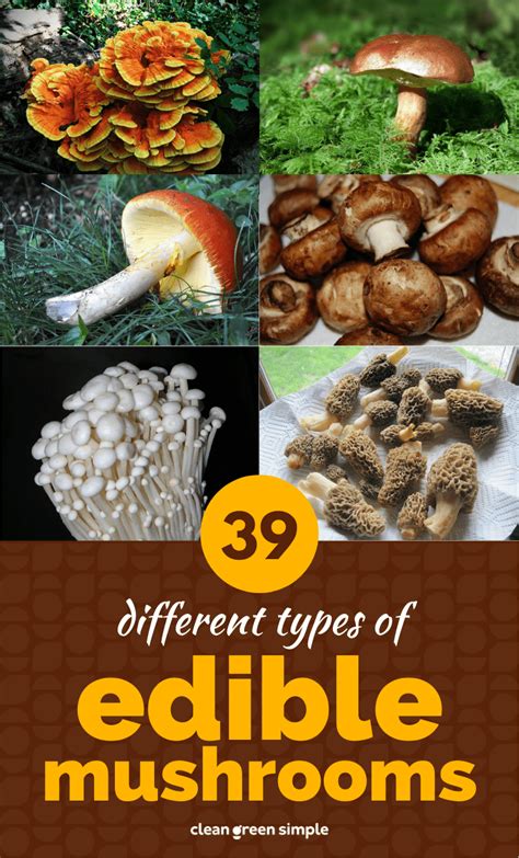 39 Different Types Of Edible Mushrooms With Pictures Artofit