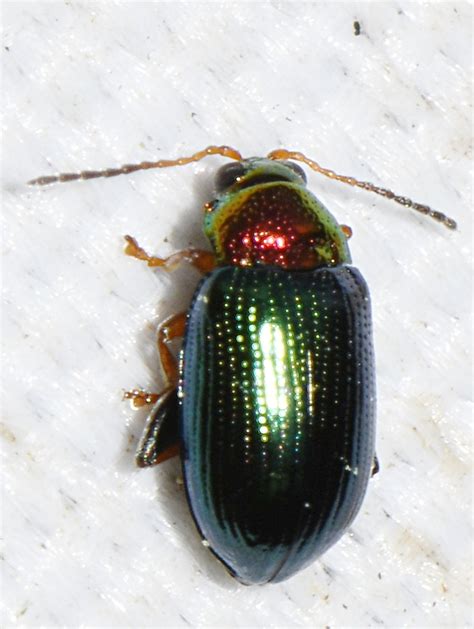 Willow Flea Beetle From Les Olli Res Filli Re France On June