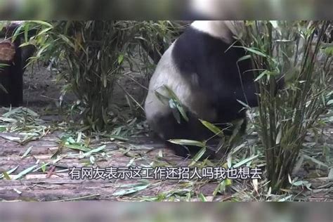 会“飞”的大熊猫，这可苦了奶妈们，熊猫：再让我“飞”一会！大熊猫奶妈