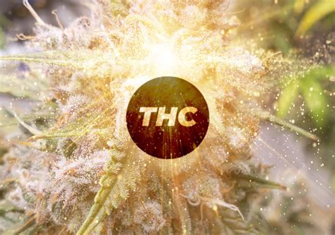 Top 6 High-THC Autoflower Cannabis Seeds | Dutch Passion