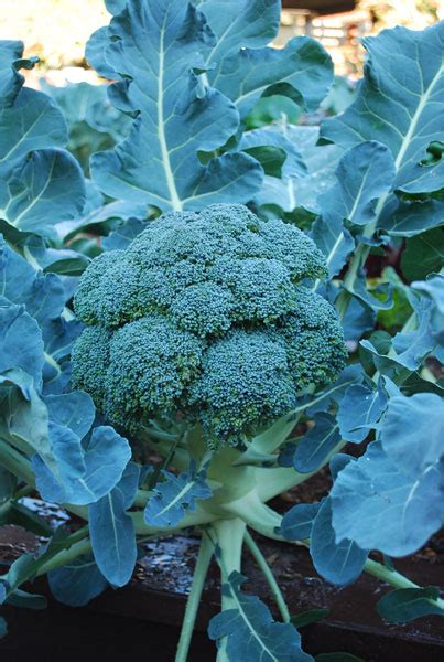 Broccoli Varieties, Types of Broccoli, Varieties of Broccoli