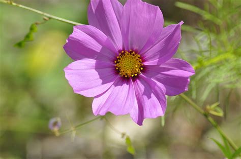 Purple Flower Yellow Center Two Photograph By Donna Boyer