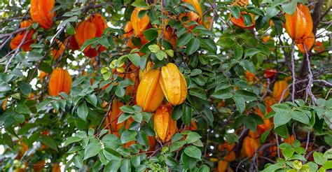 Spice Up Your Life With Carambola Starfruit Planting Growth Care